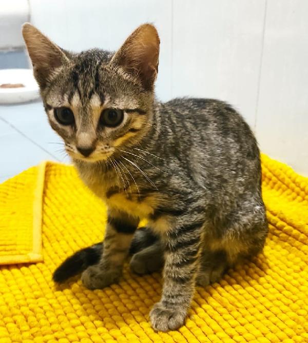 Sara, cucciolotta bellissima Foto 2